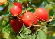 Os beneficios da vitamina P para o cerebro